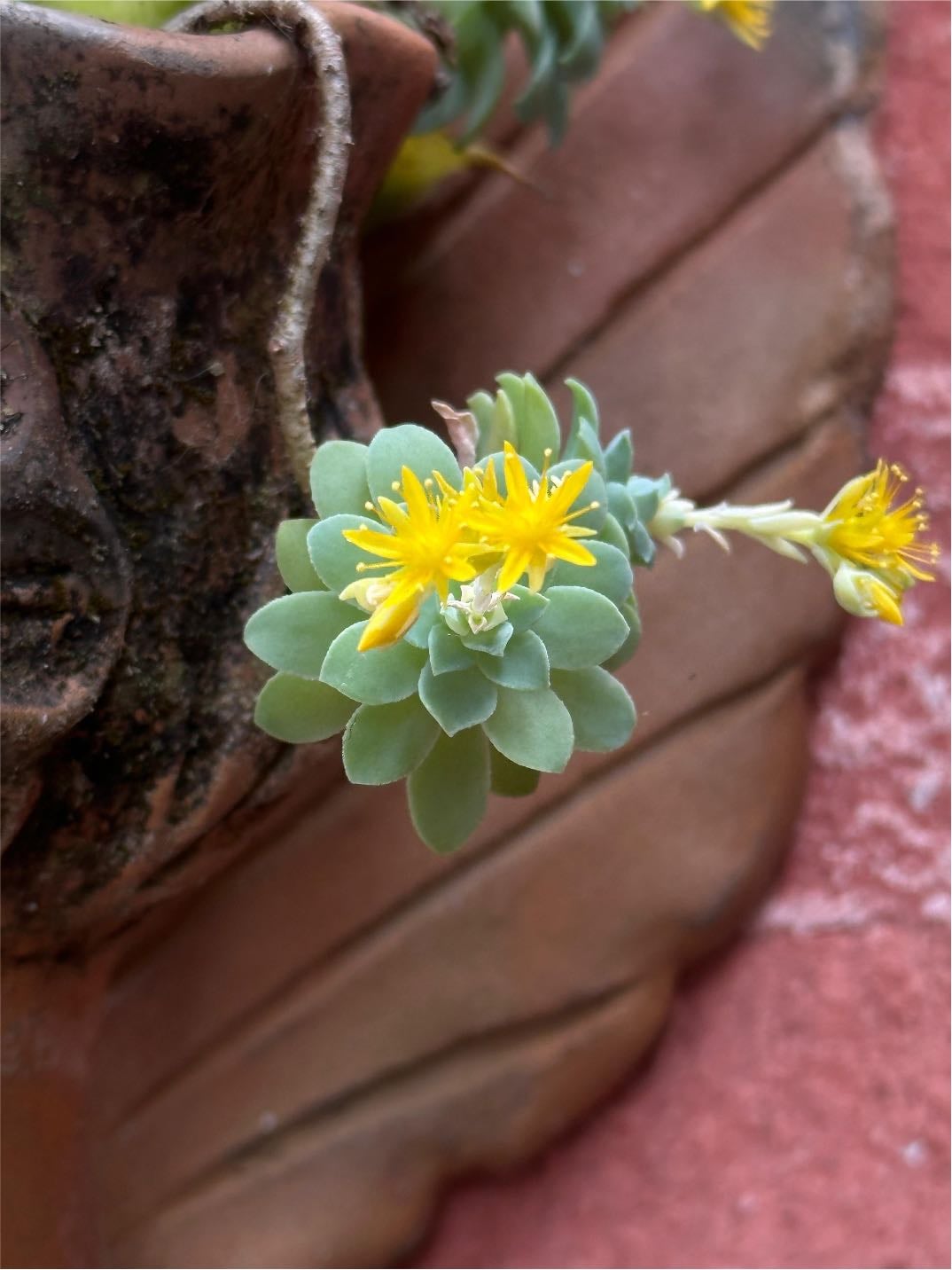 Sedum palmeri - Siempreviva de Palmer o Sedum de Palmer.