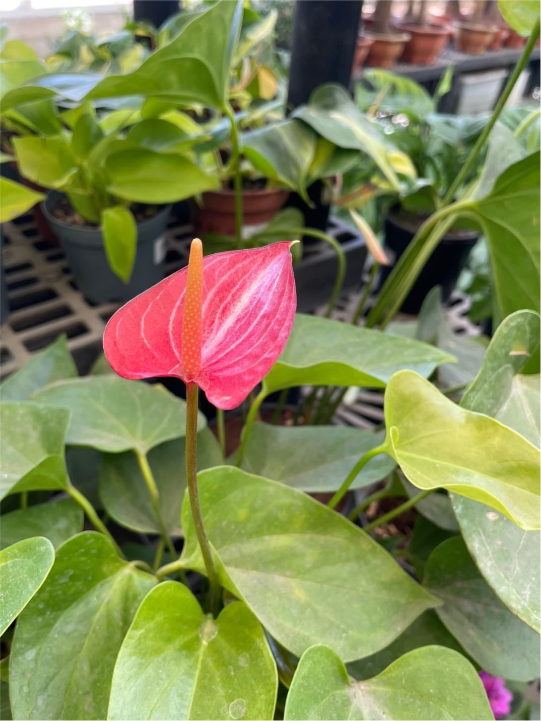Anturio - Anthurium