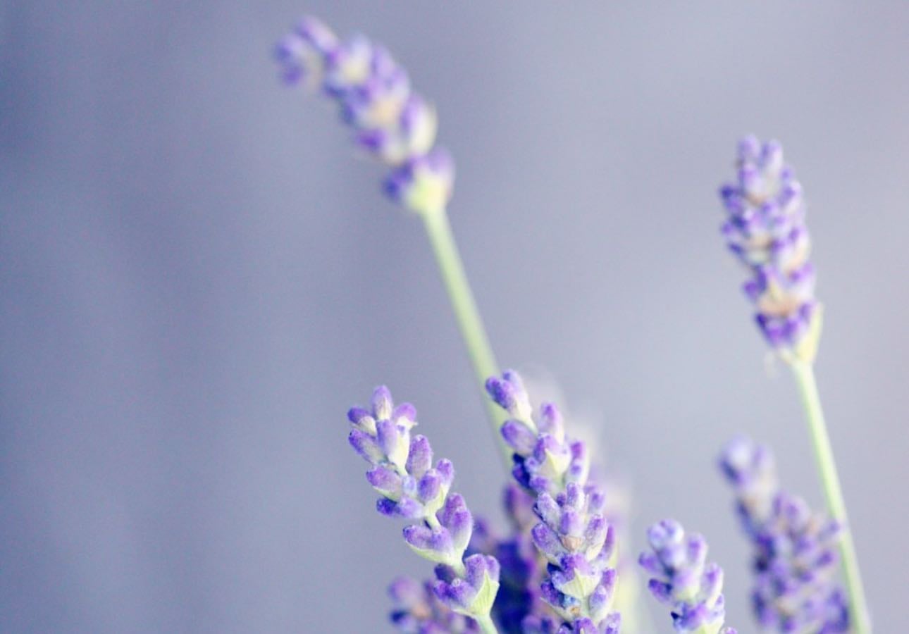 Favourite flowers