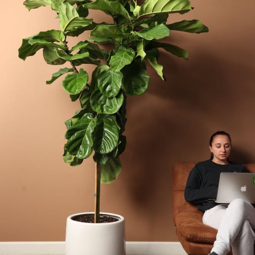Plants