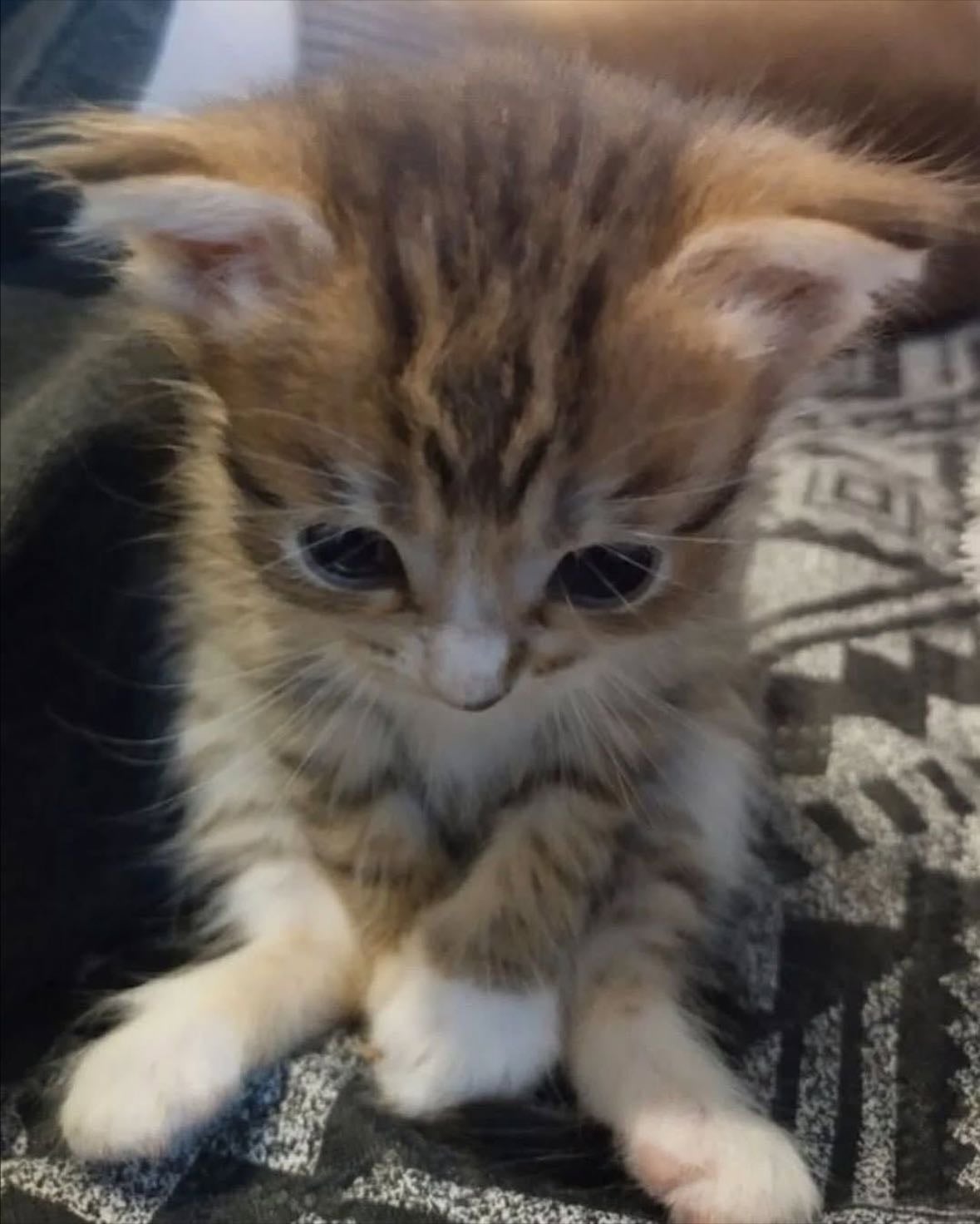 a kitty..