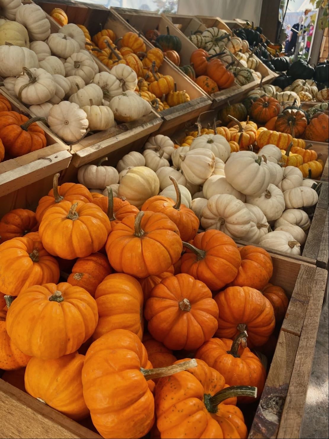go to a pumpkin patch