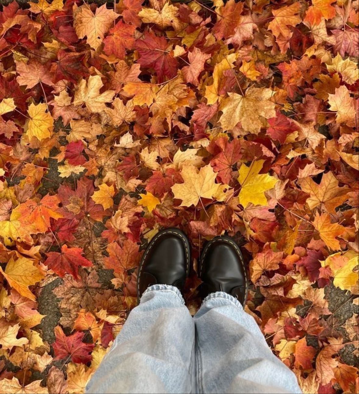 collect & press leafs