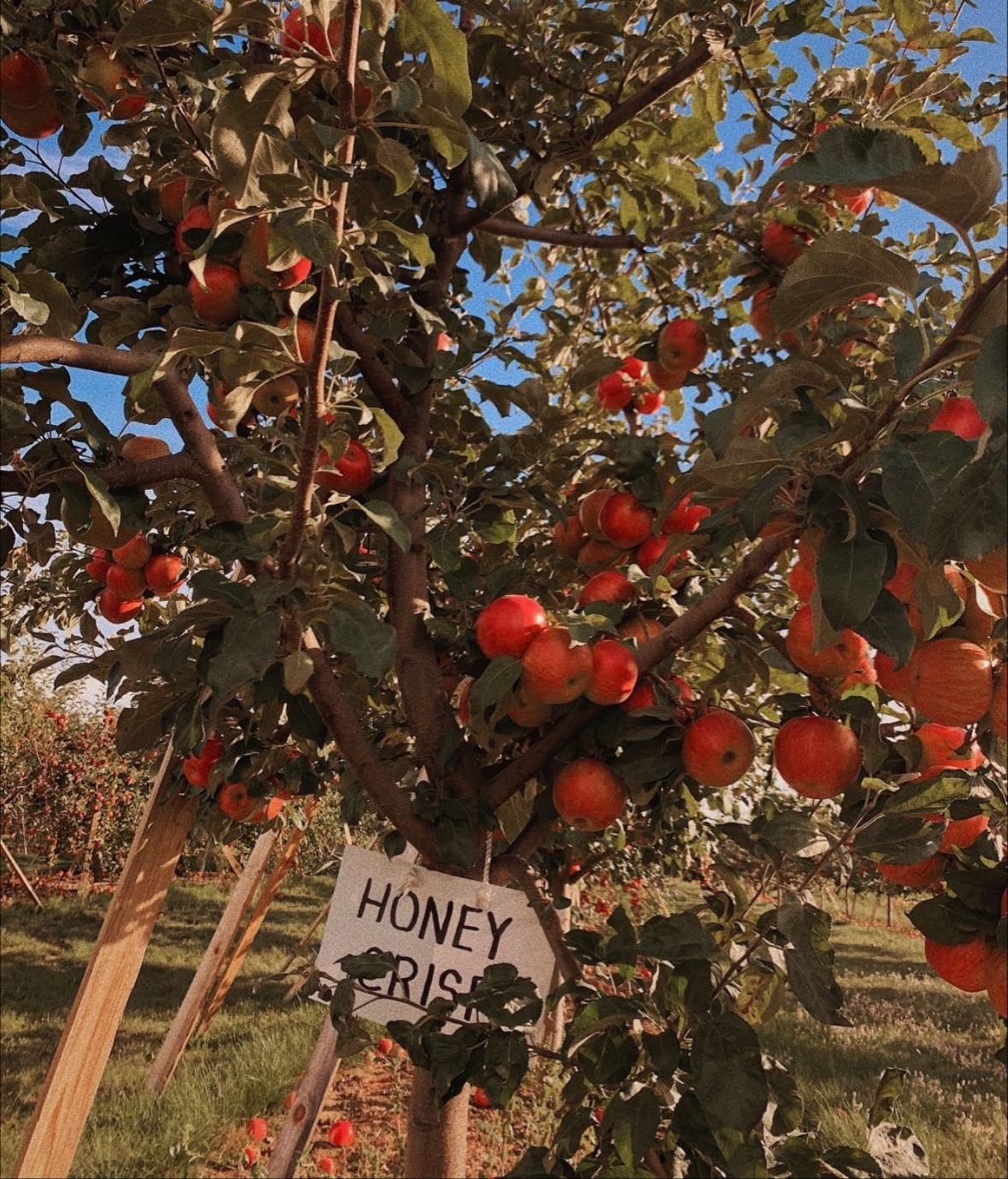 pick apples at an apple orchard
