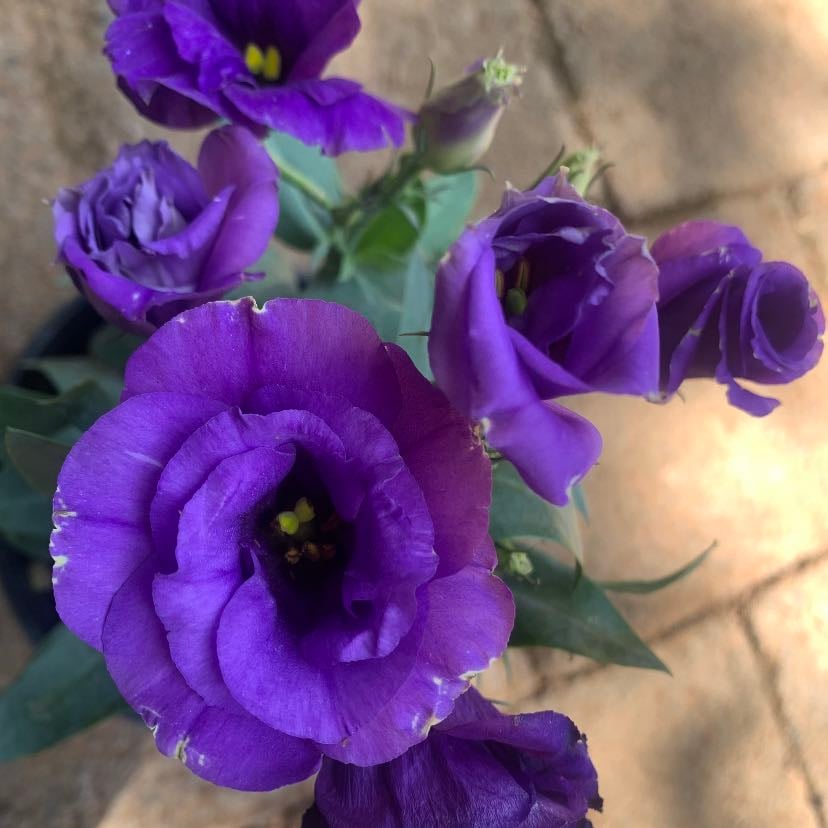 Lisianthus