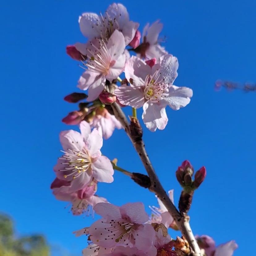Flor de cerezo - Sakura