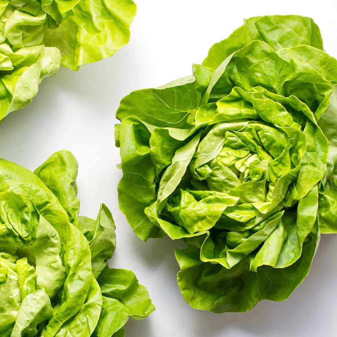 lettuce