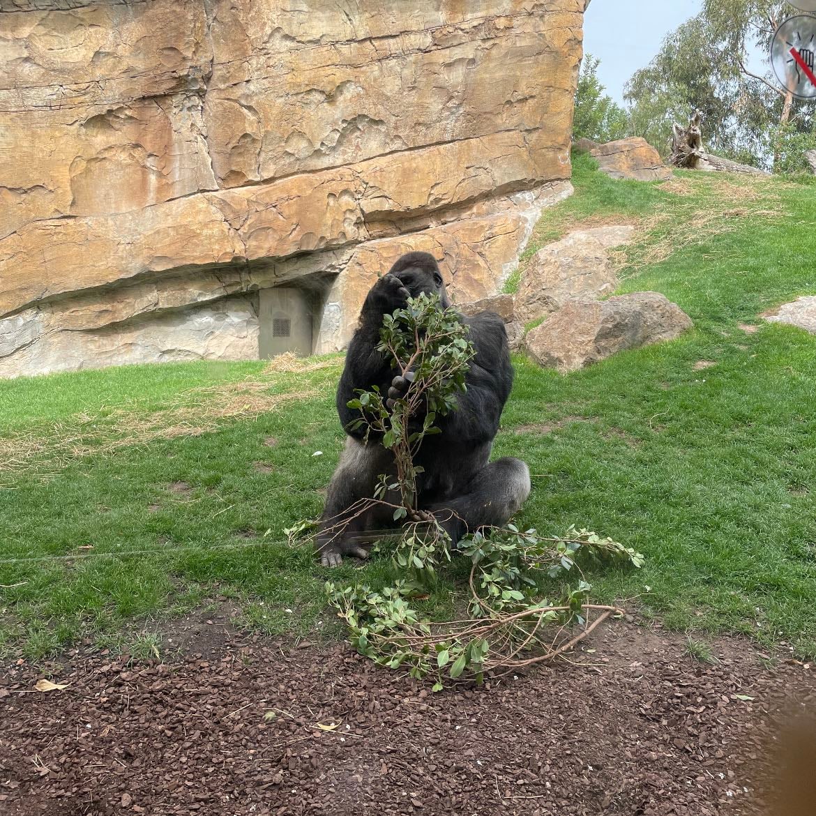 🦍