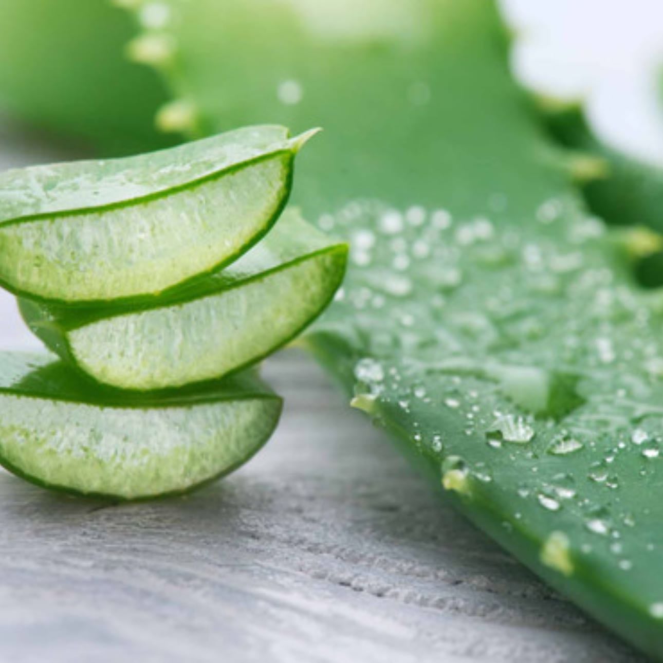 Babosa | Aloe Vera