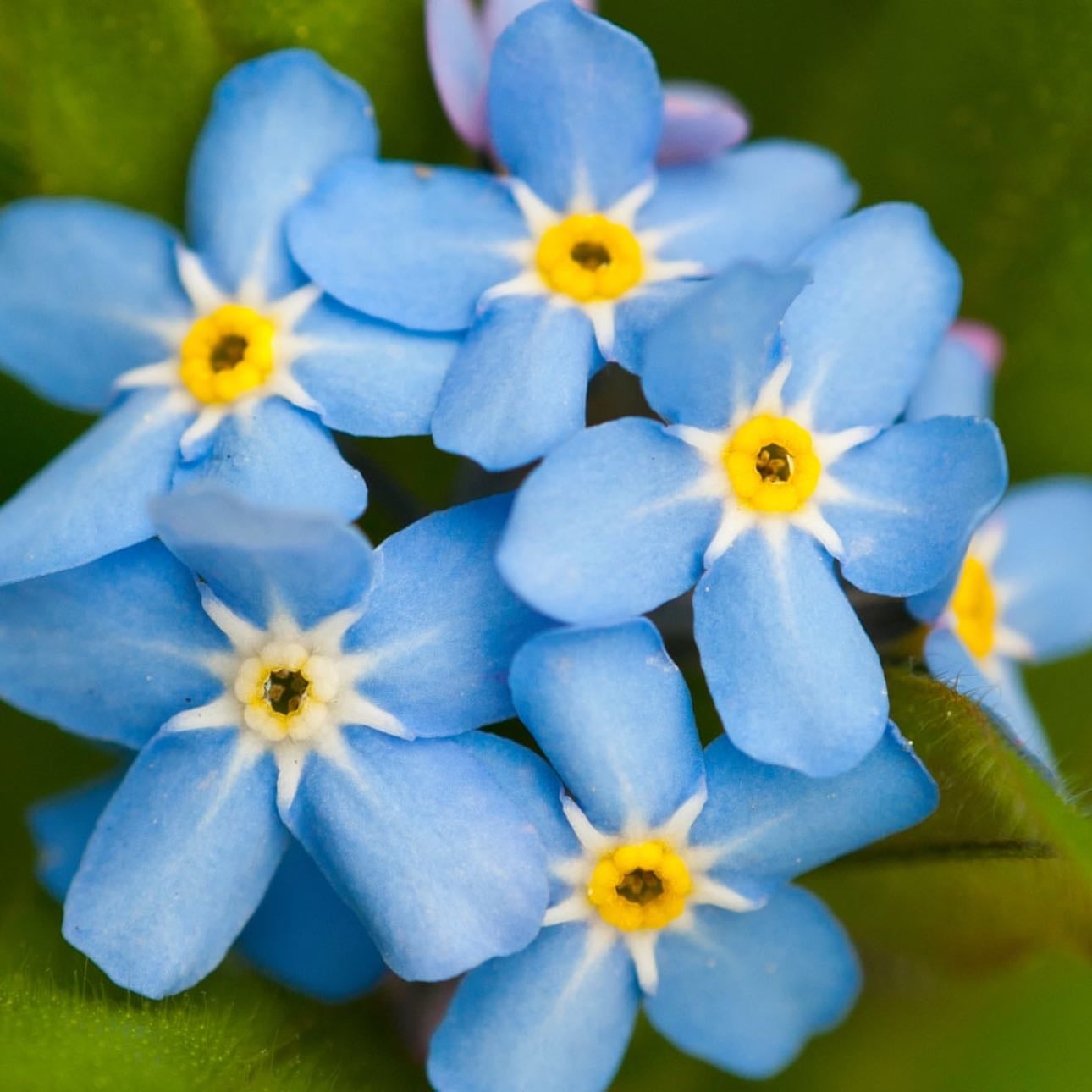 Miosótis | Forget-Me-Not