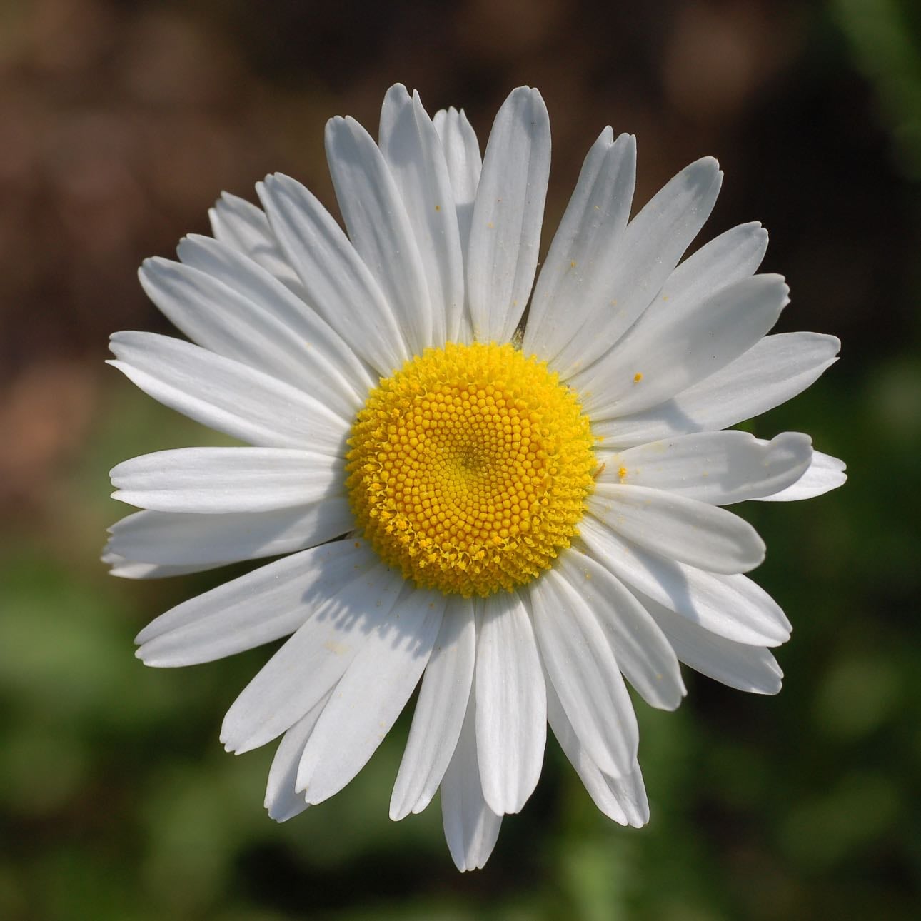 Margarida | Daisy