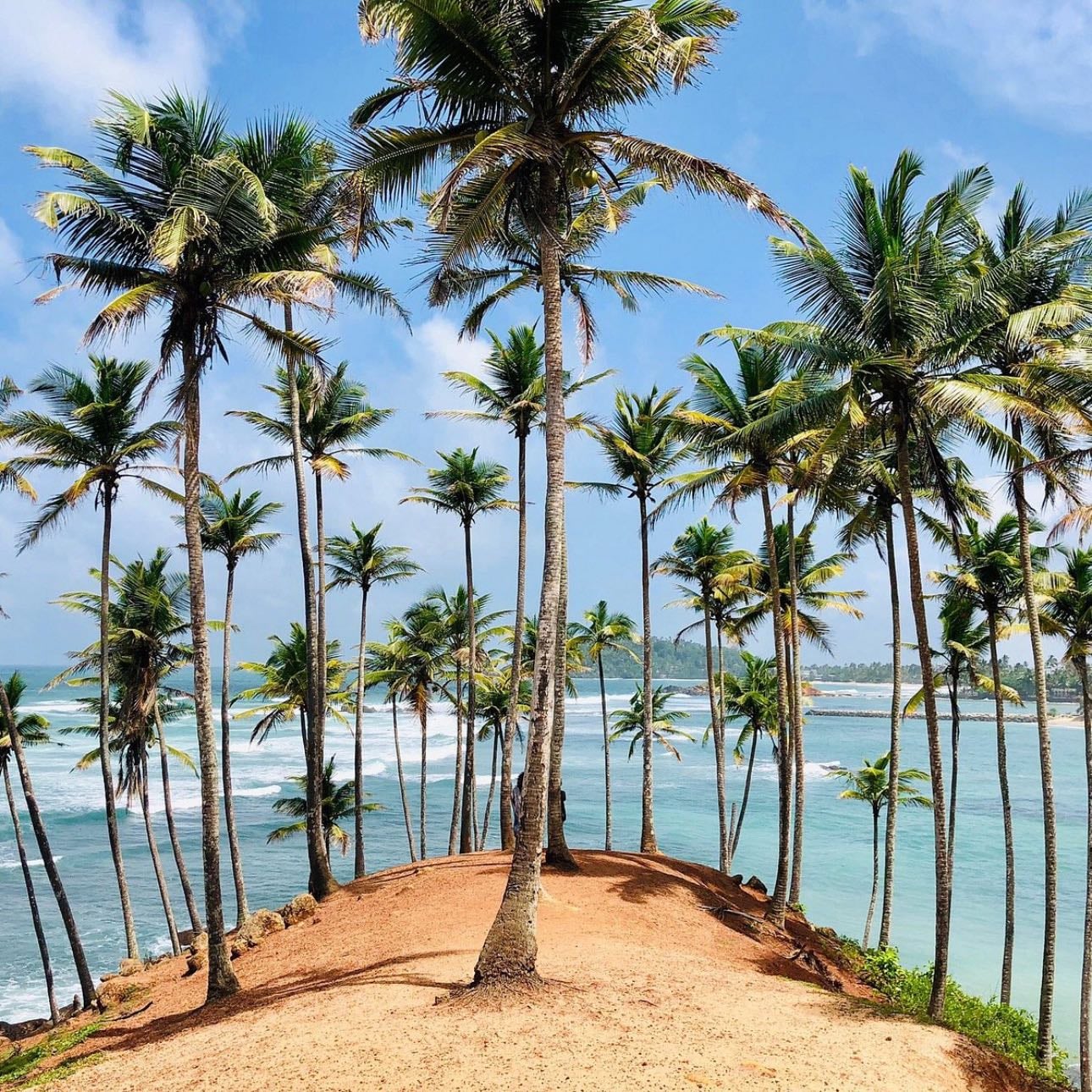 Coqueiro | Coconut Tree