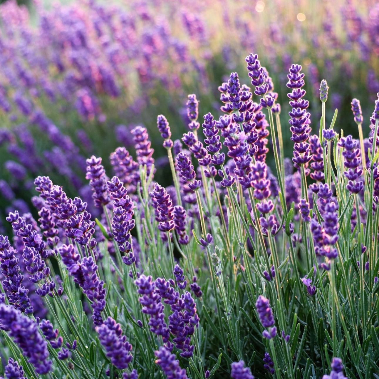 Lavanda | Lavender