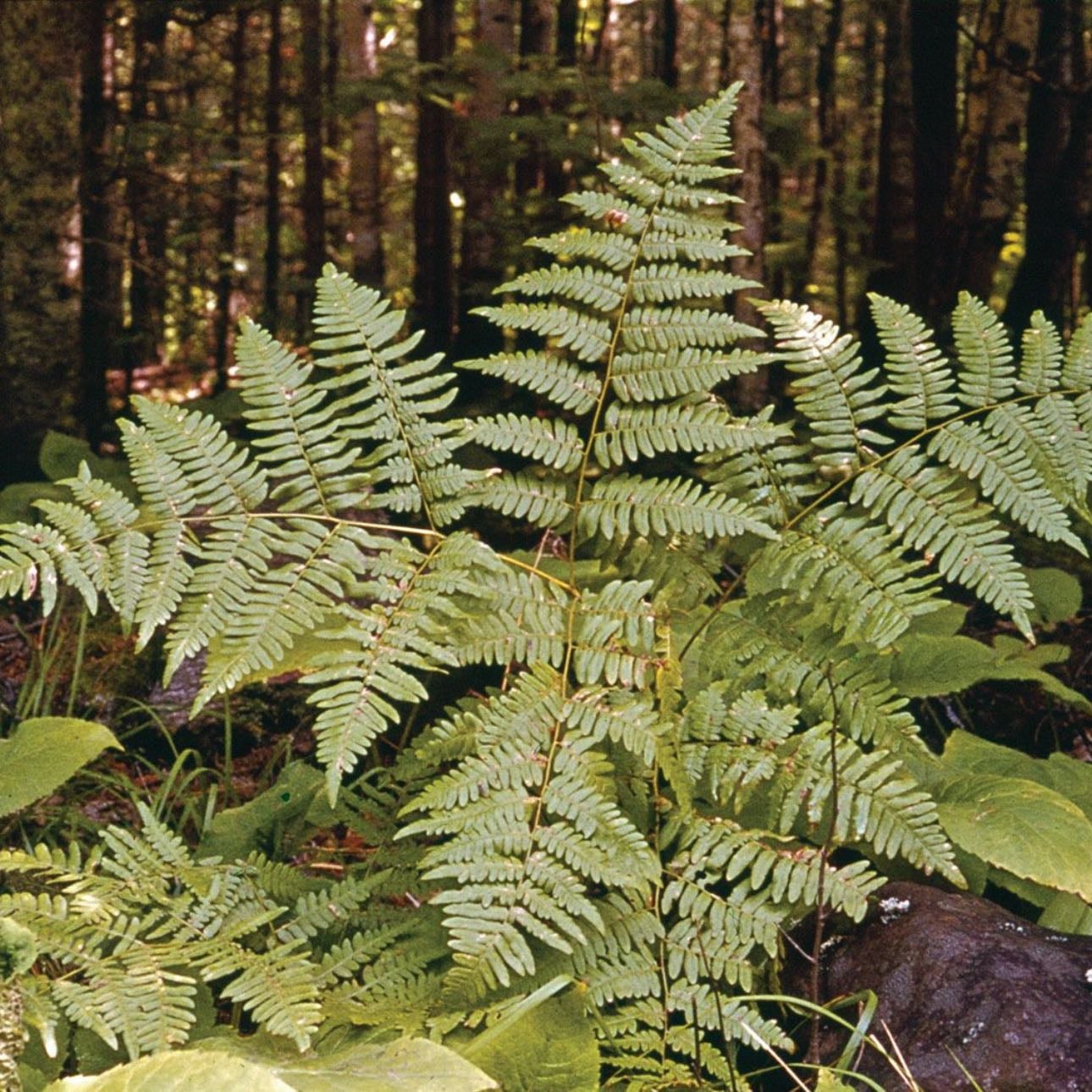 Samambaia | Fern