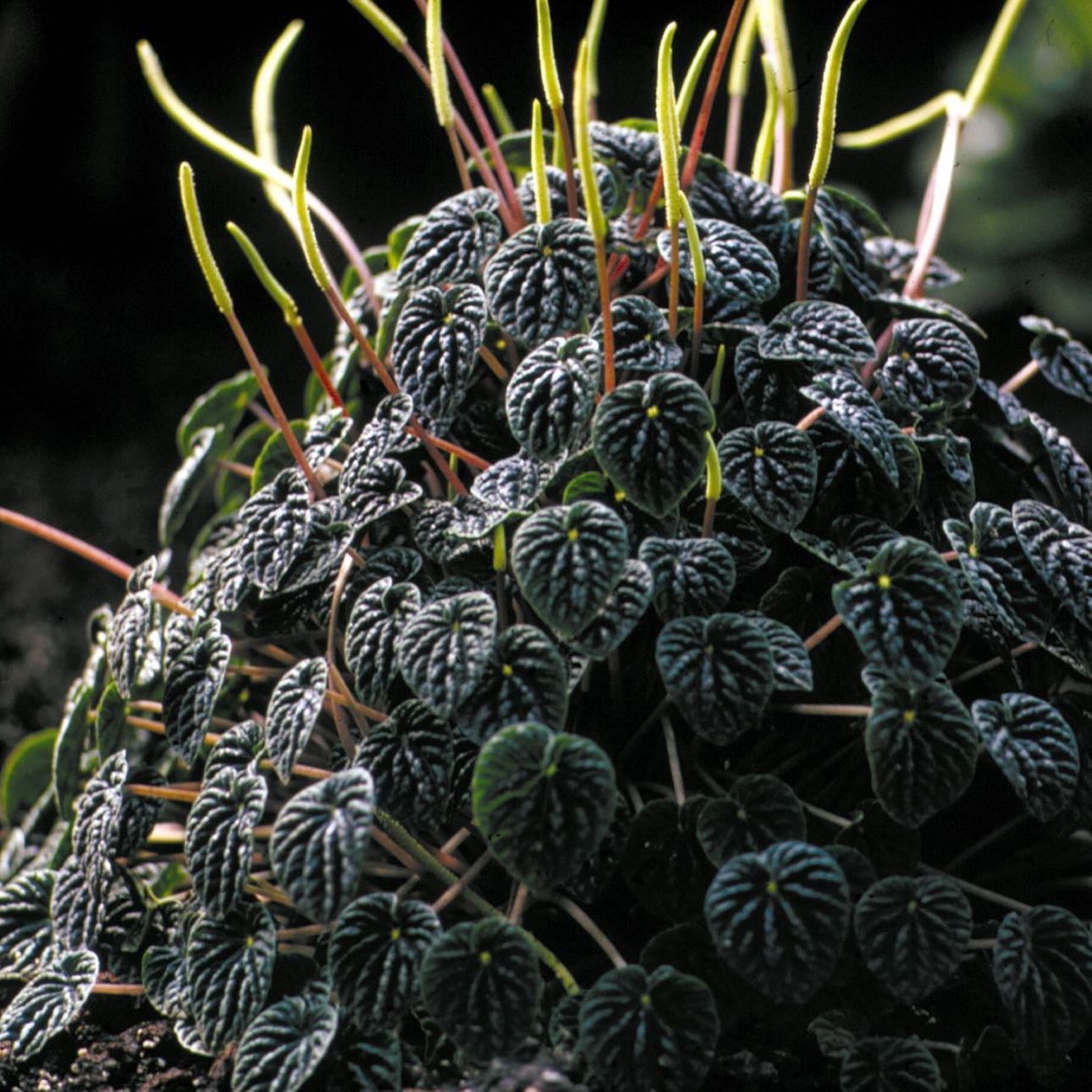 Peperômia | Peperomia