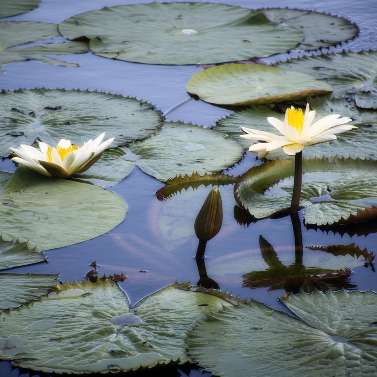 Vitória-Régia | Amazon Water Lily