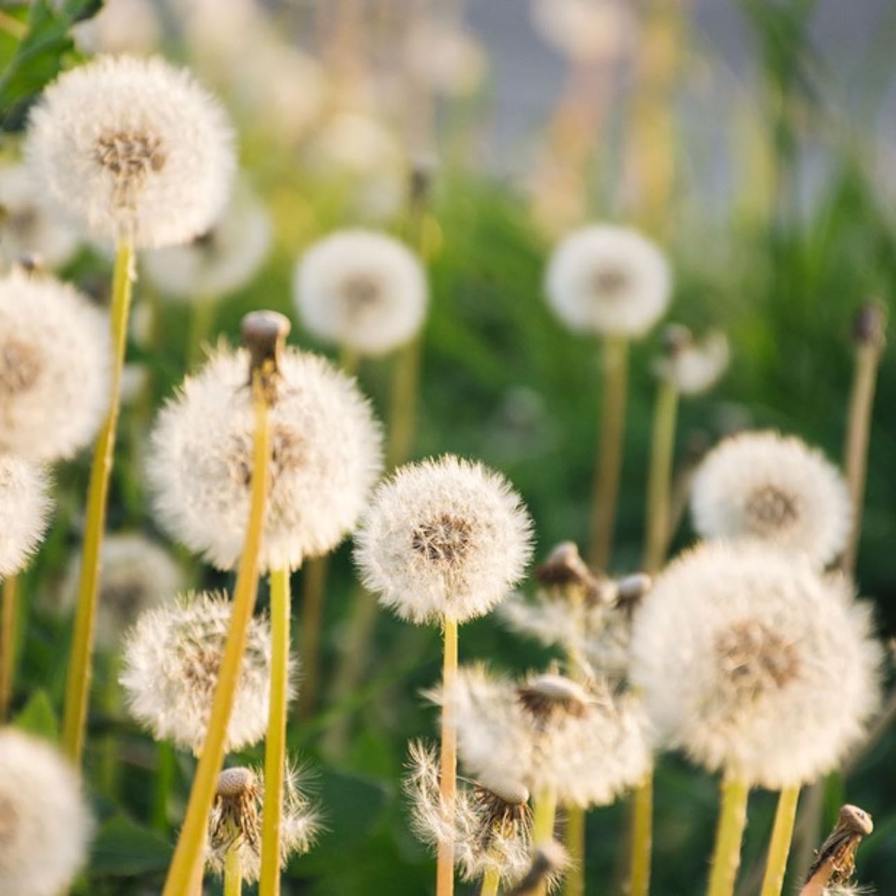 Dente-de-Leão | Dandelion