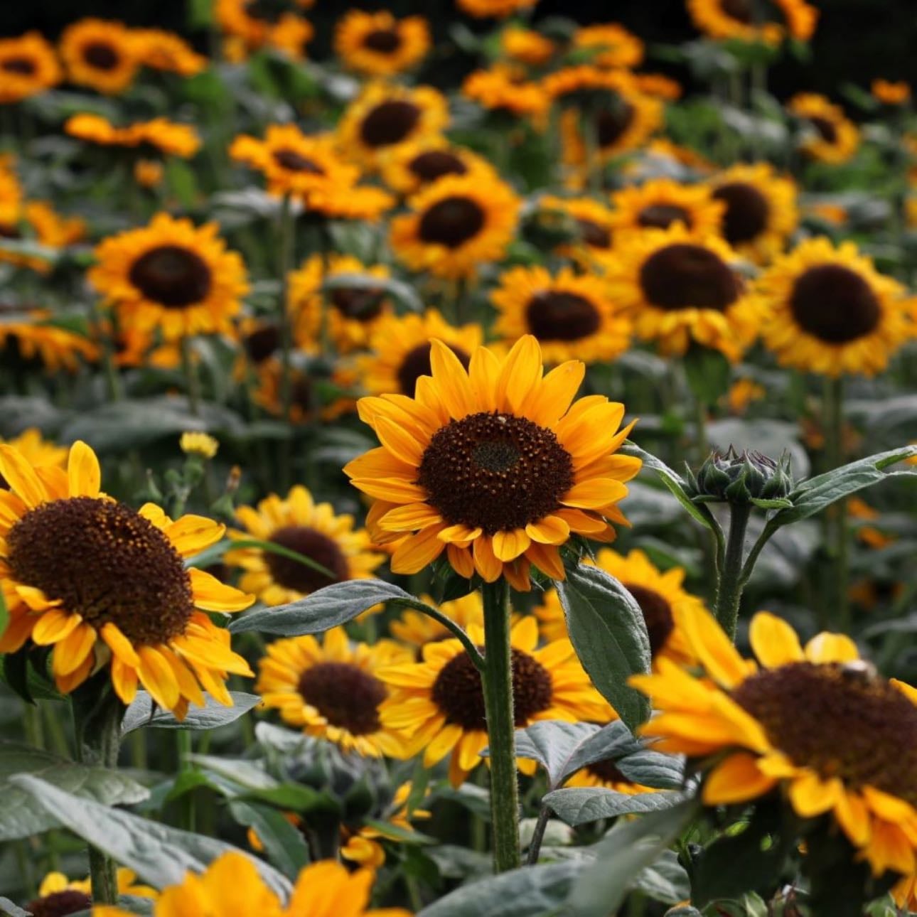 Girassol | SunFlower