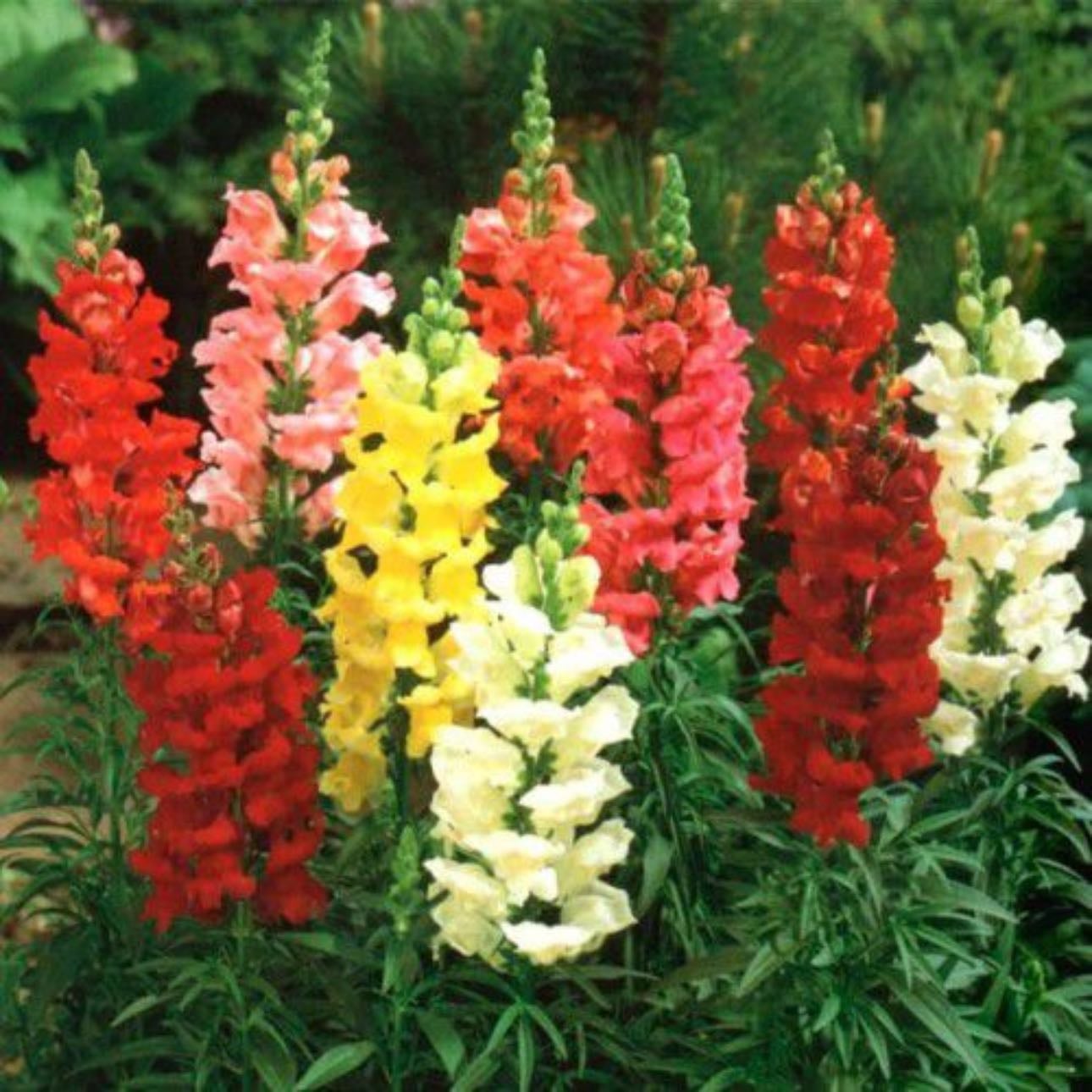 Boca-De-Leão | SnapDragon