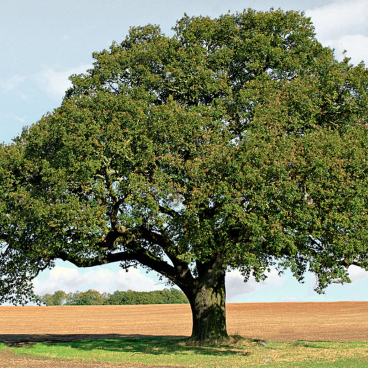 Nogueira | Walnut Tree