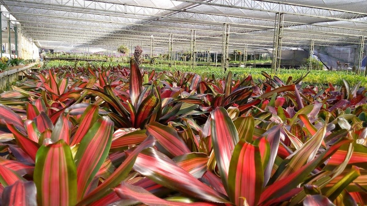 Orquidário Binot - o mais antigo do Brasil