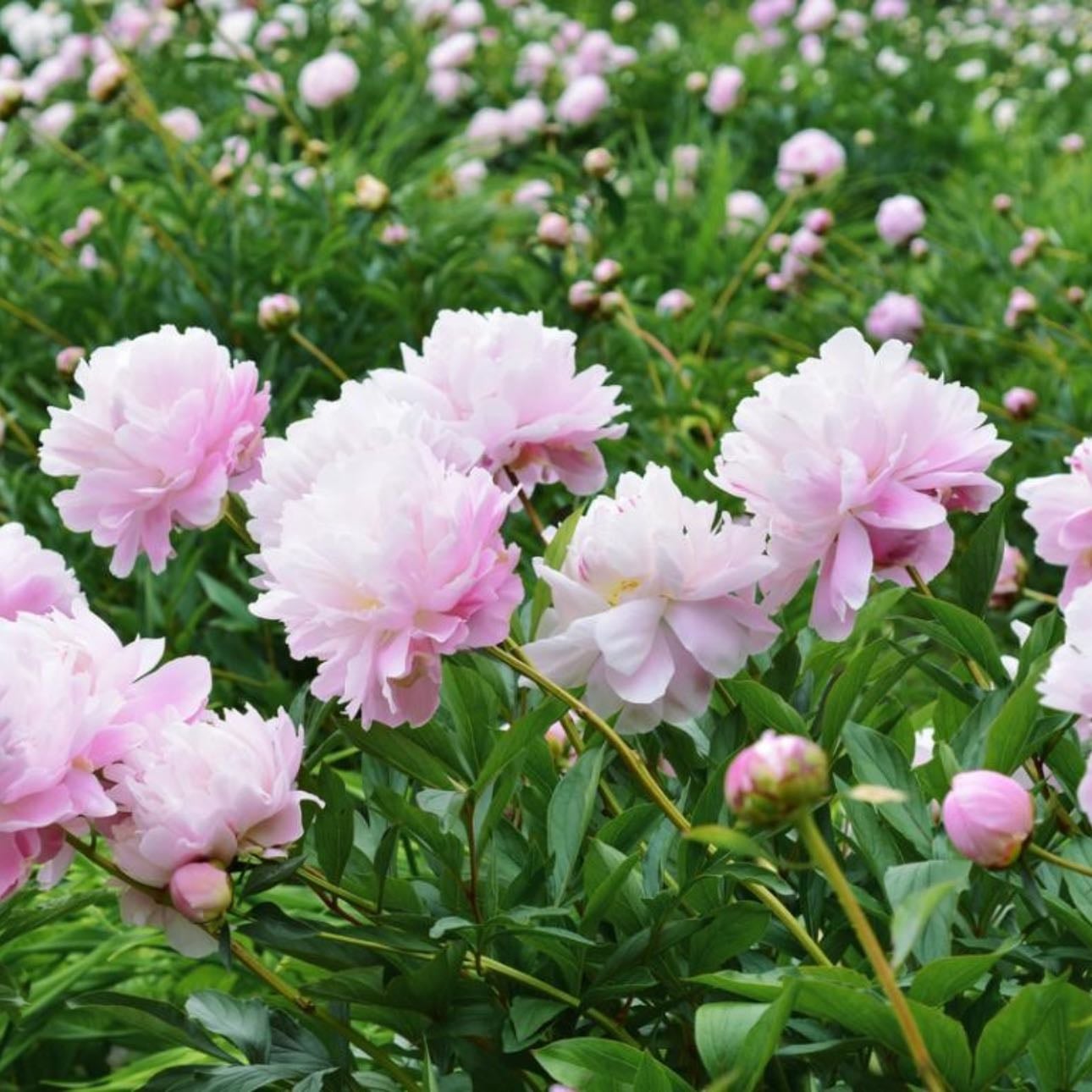 Peônia | Peony