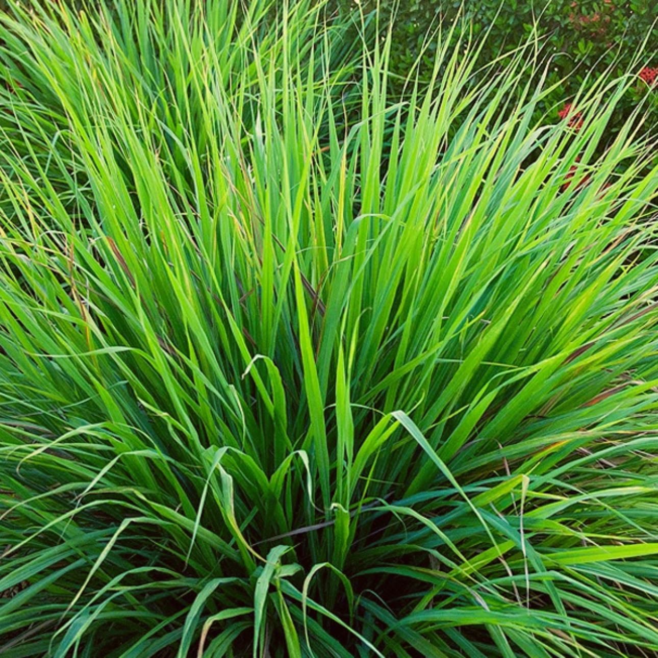 Capim-Limão | Lemongrass