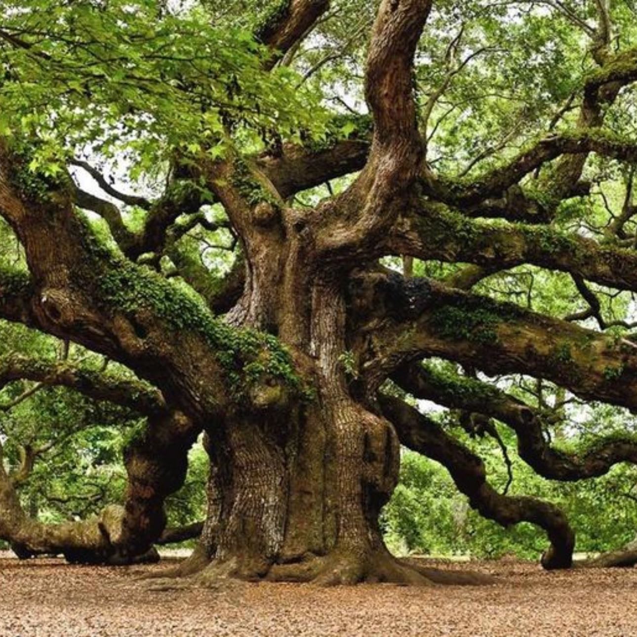 Carvalho | Oak