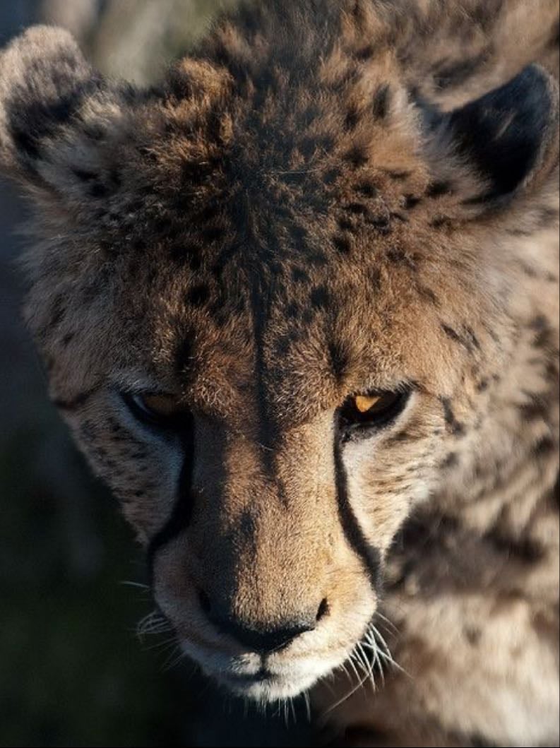 Cheetahs