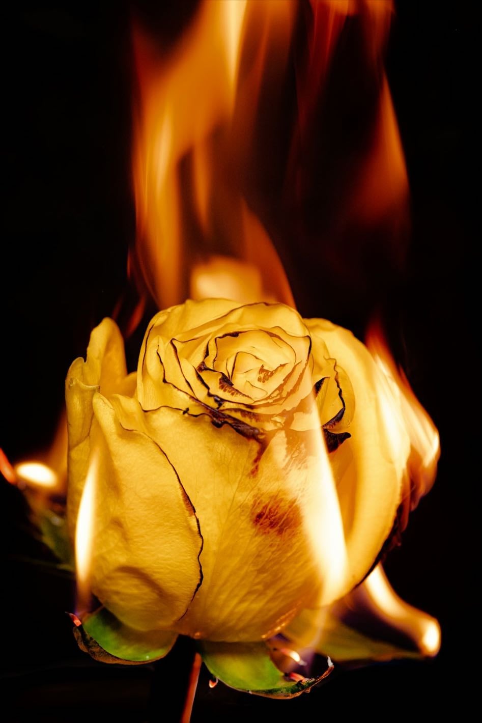 Ardour - a strong feeling of enthusiasm or passion