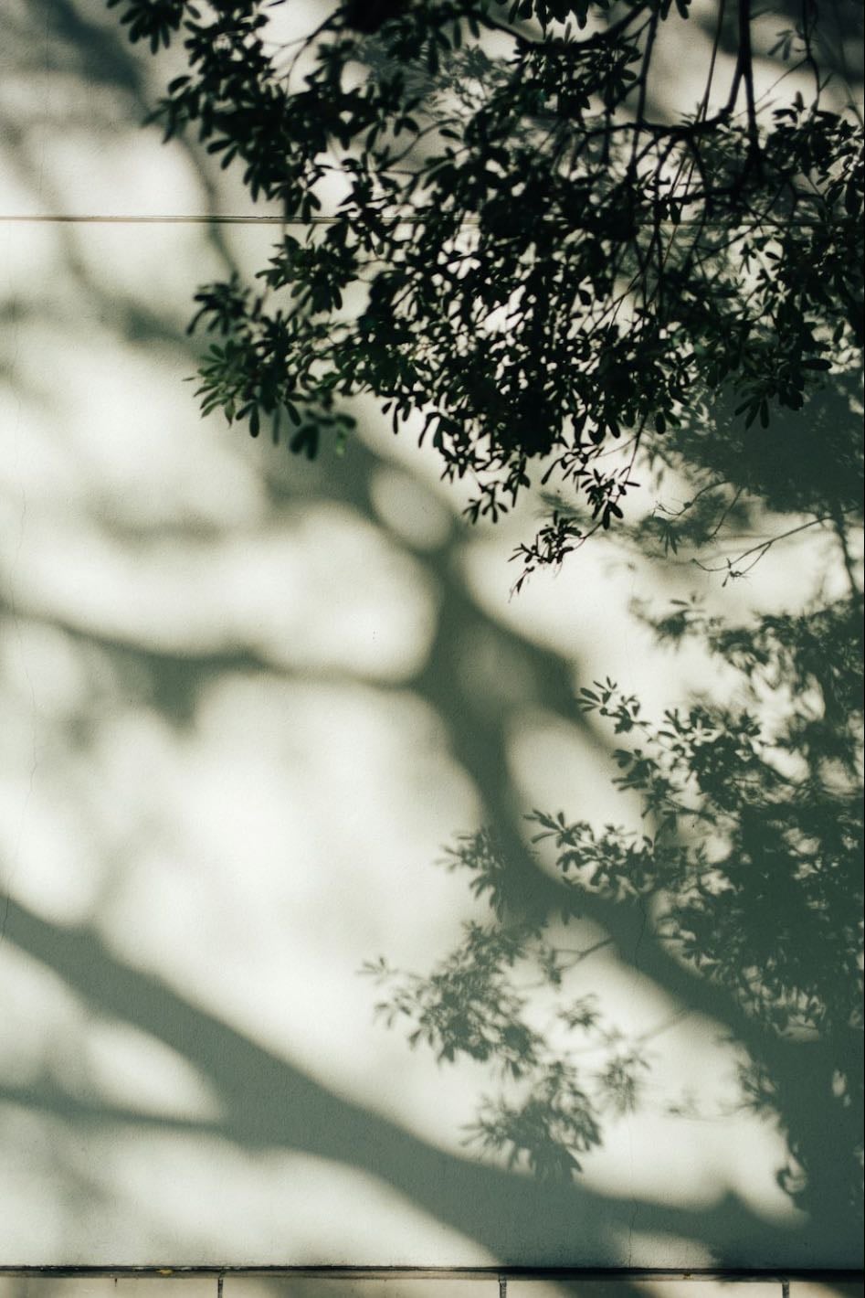 Komorebi - a Japanese term that refers to the light and shadows created when sunlight filters through the leaves of trees