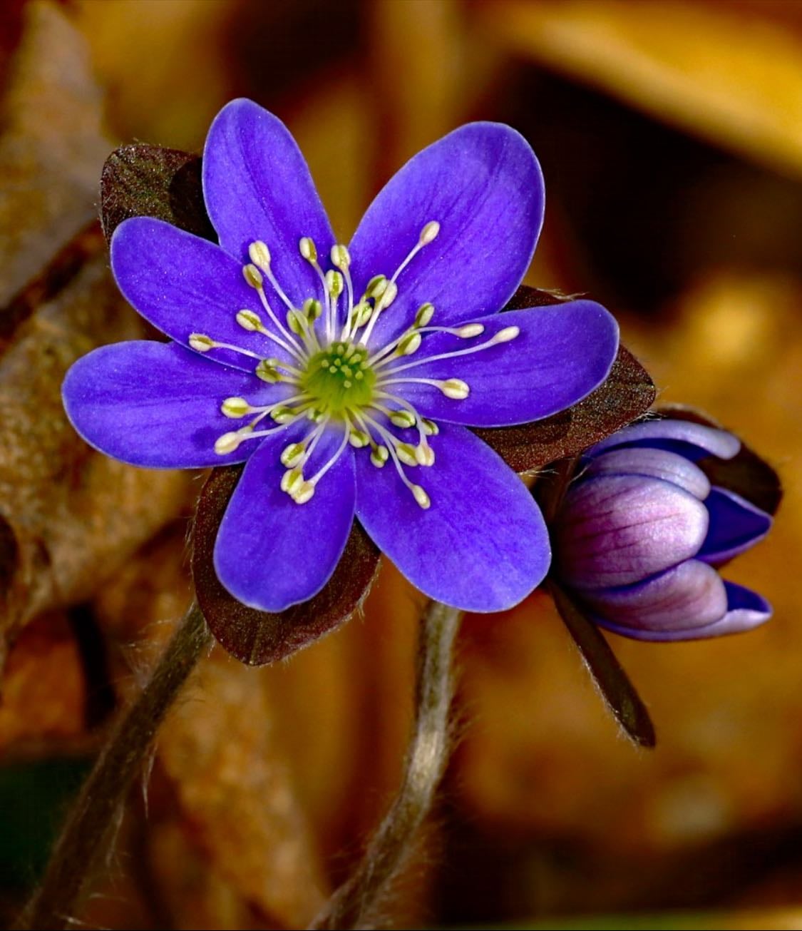 Ephemeral - lasting for a very short time