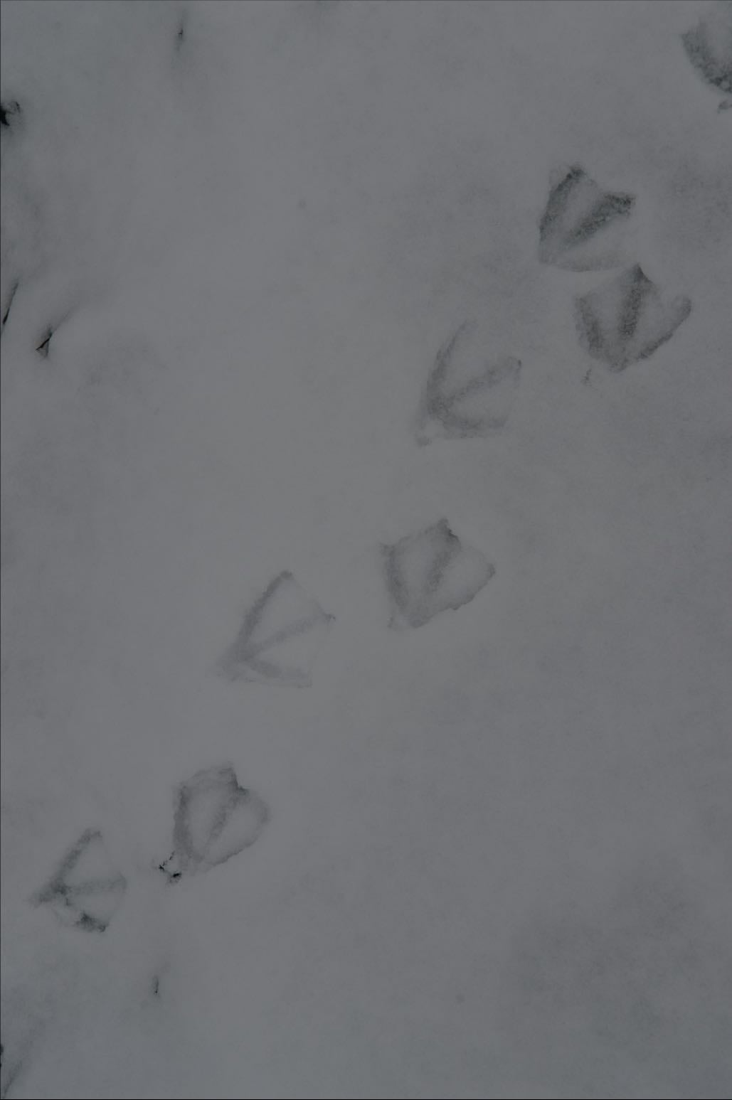 Palimpsest - something reused or altered but still bearing visible traces of its earlier form
