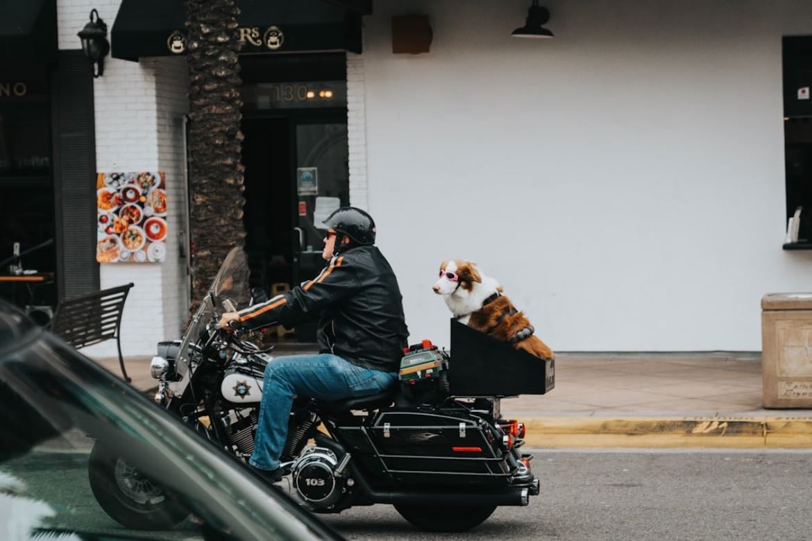Tratar bien a los animalitos - Tengan casa o no, se deben de respetar. Quién no lo haga hay que hacerle pena de muerte