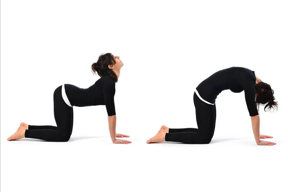 Cat Stretch, 8x8 - On all four, gently flex your neck by dropping your chin towards your chest at the same time arching the rest of your spine into a curve. Then slowly move into the opposite position by lifting your head upwards, extending your neck, whilst at the same time allowing the rest of your spine to drop down into an extended position