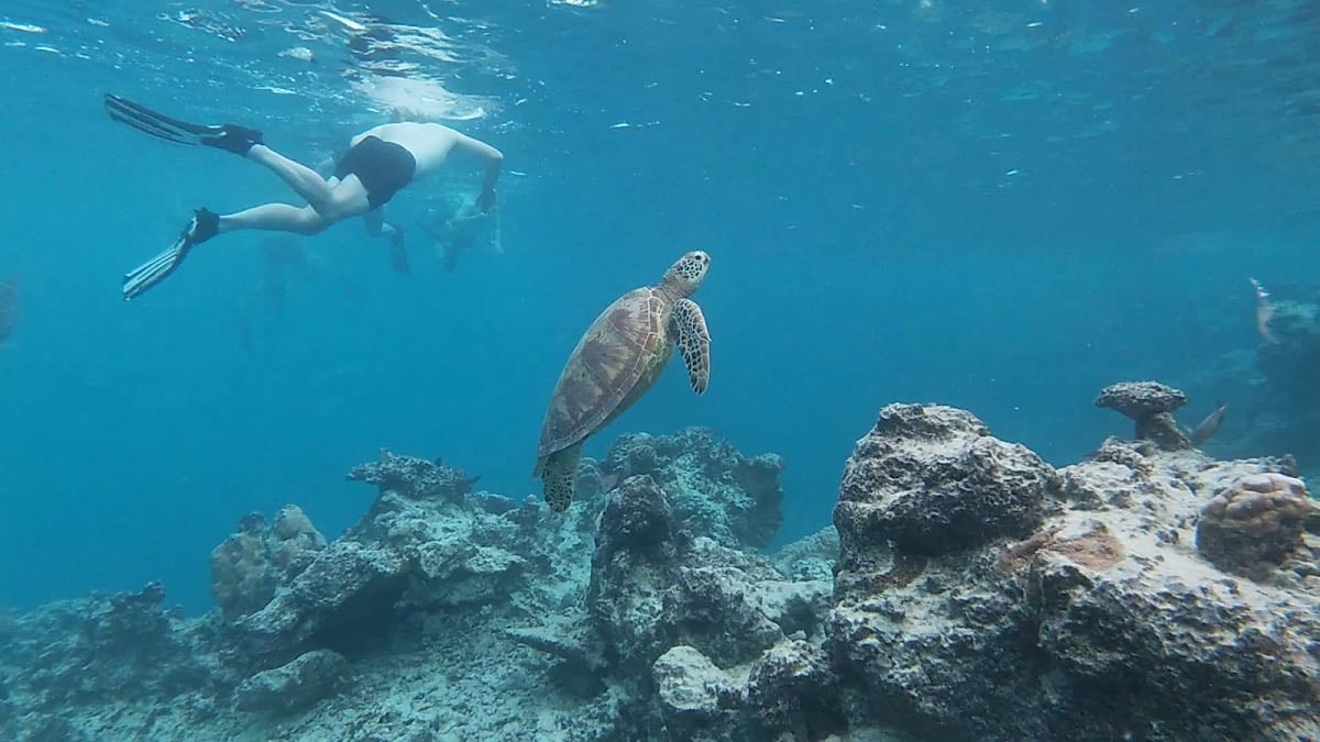 Snorkel Cook Islands