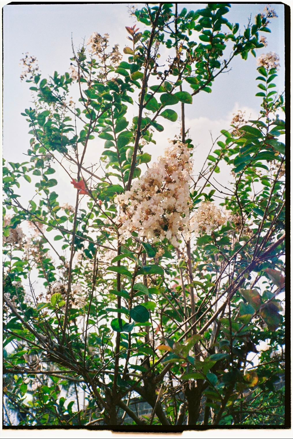 Fuji 400