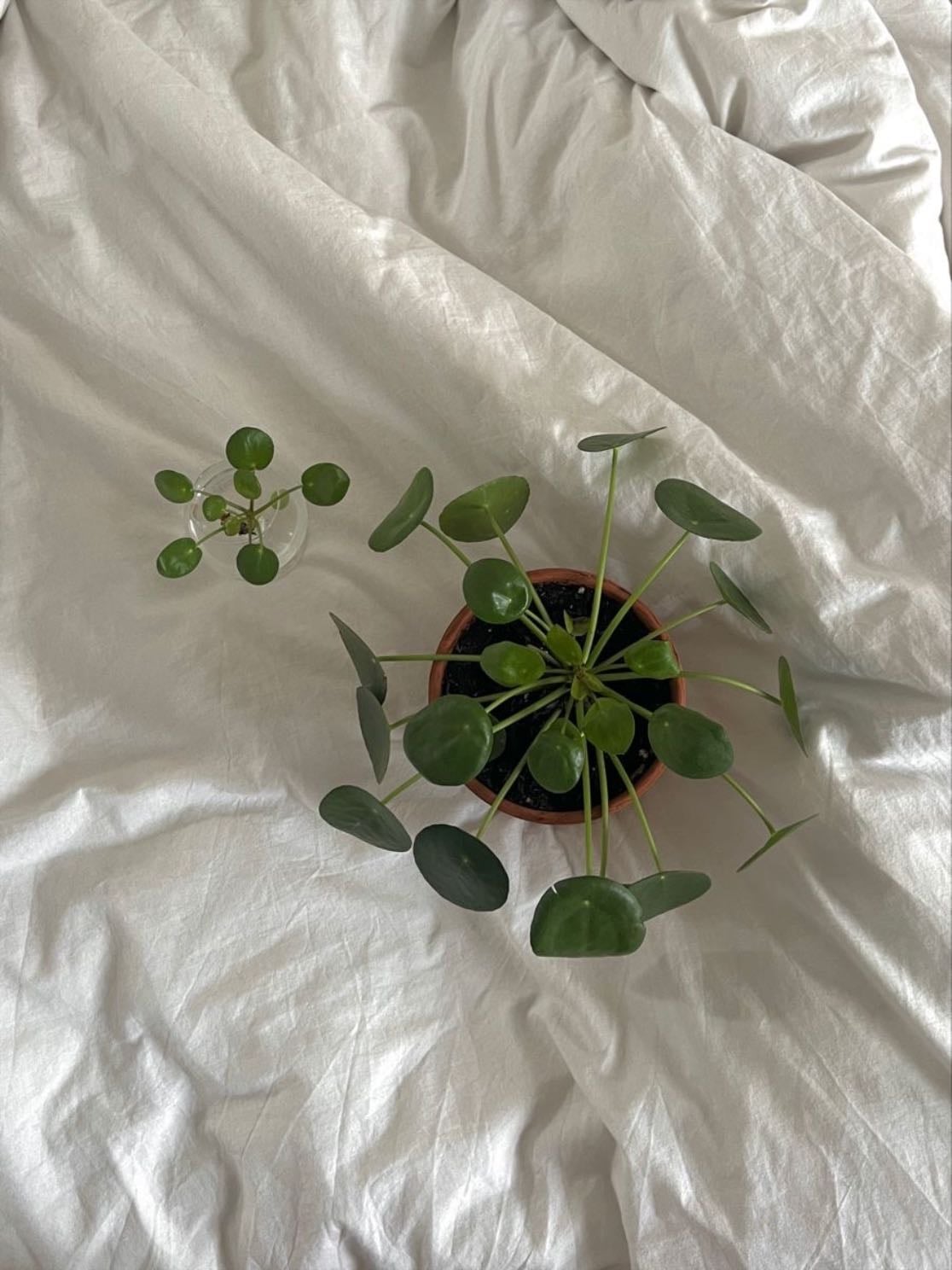 Water one plant