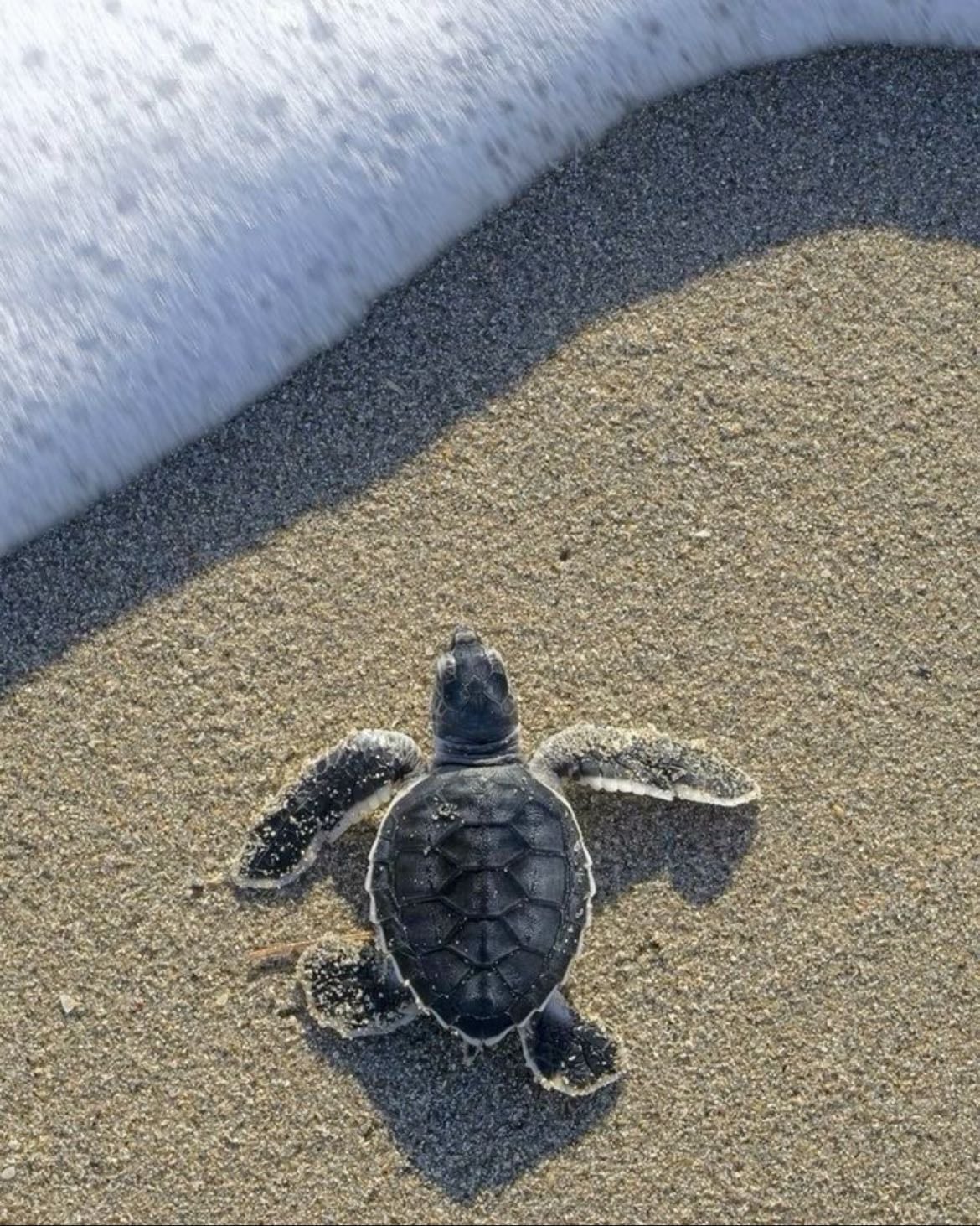 Turtles