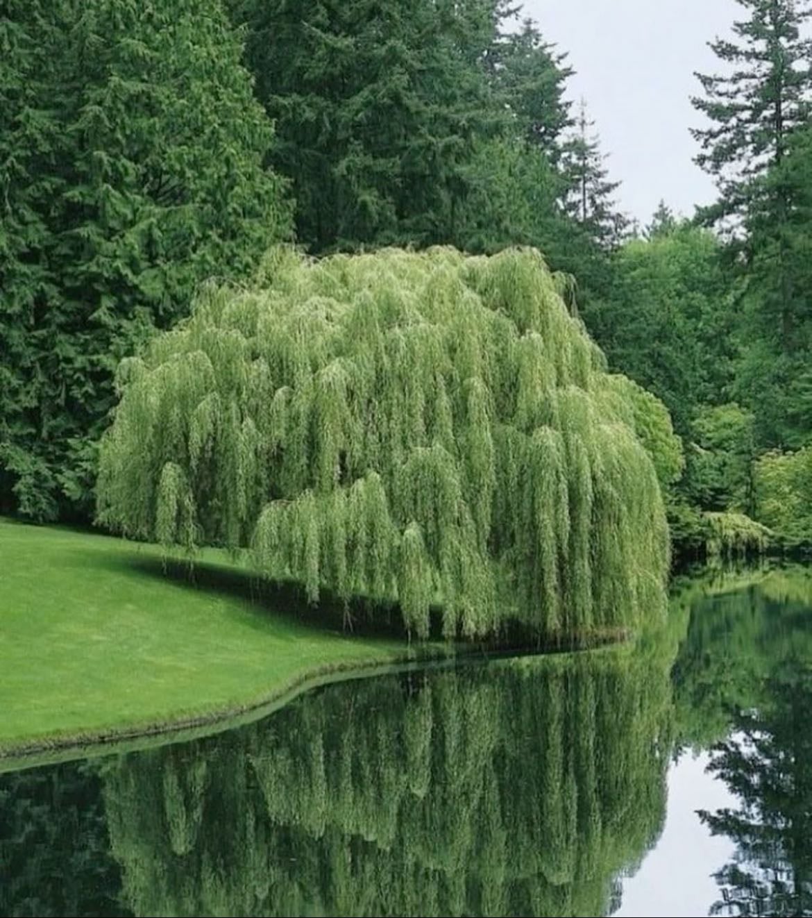 willow tree in my garden