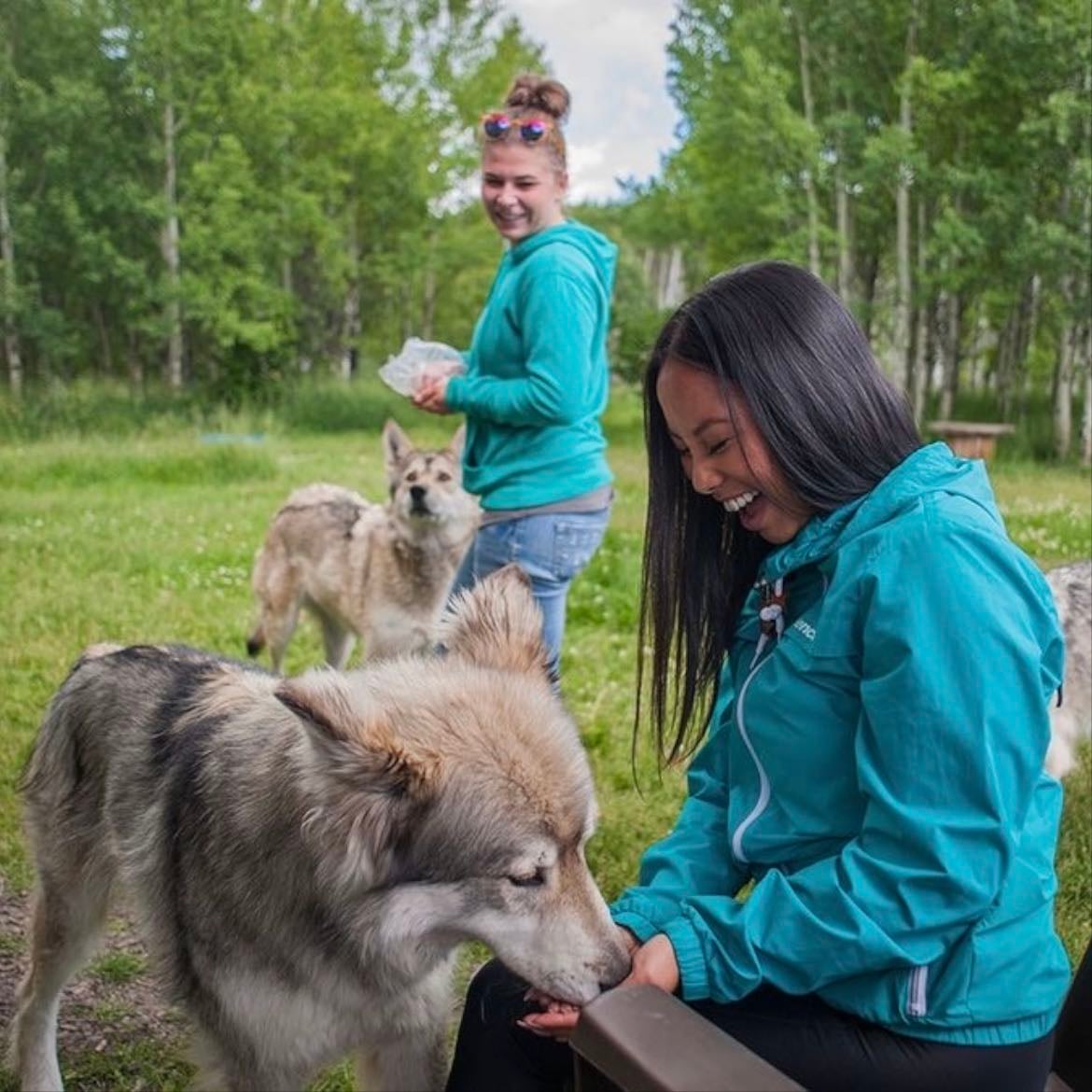 Feeding wolves