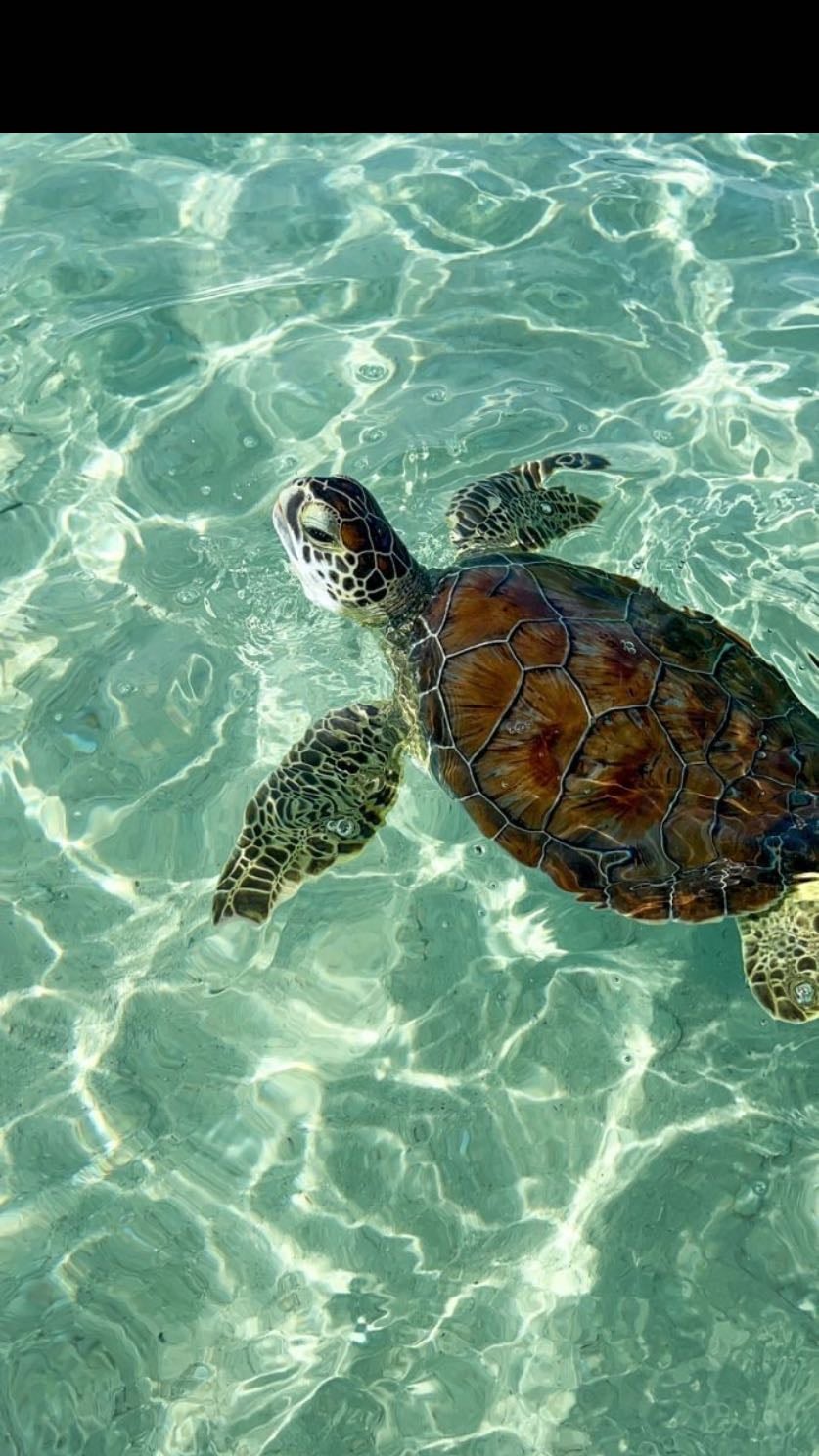 turtle