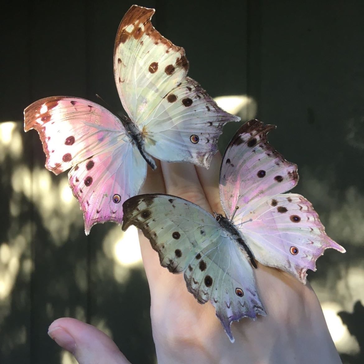 seeing first butterfly of the year
