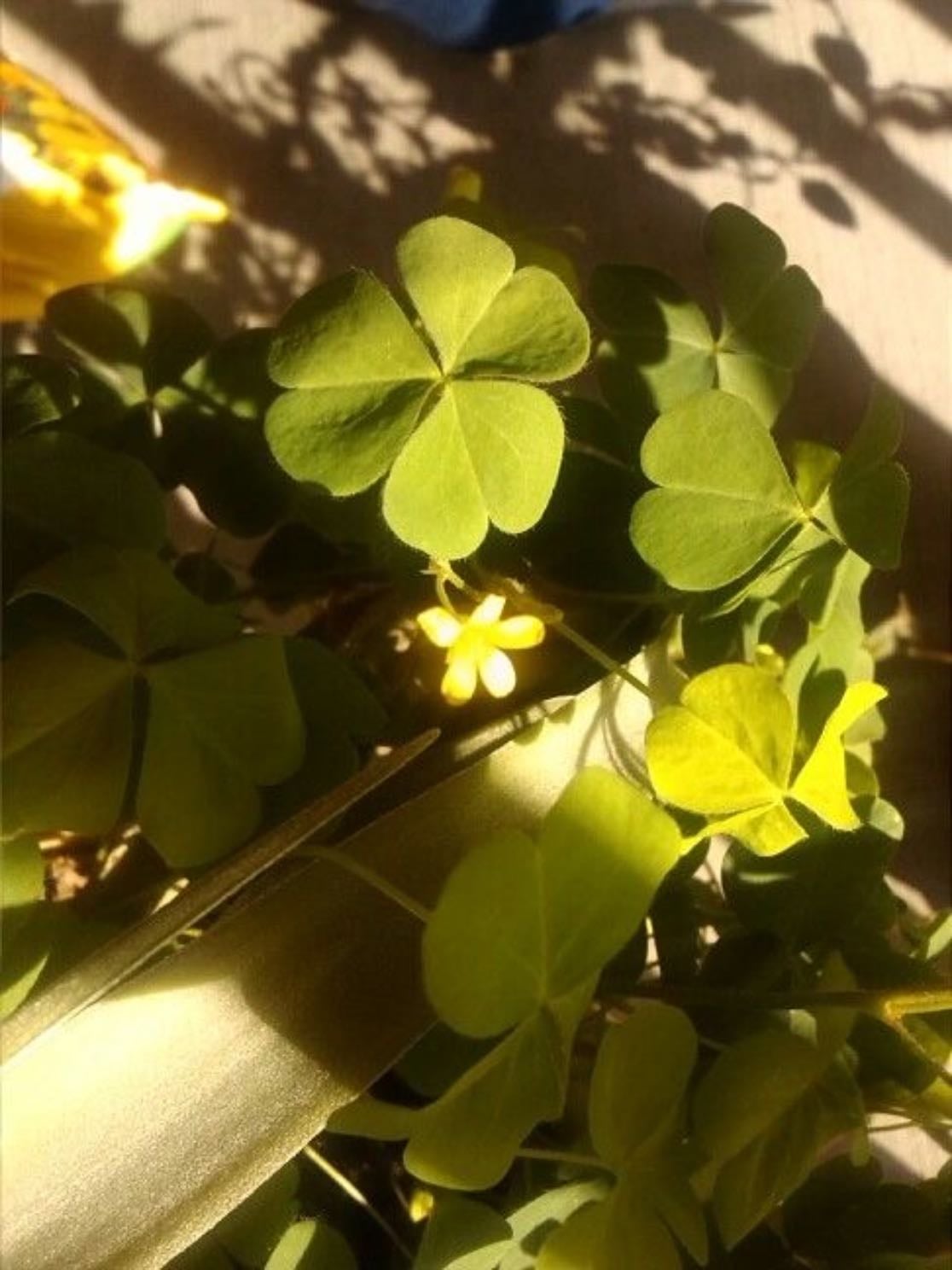 carrying four-leaf clover