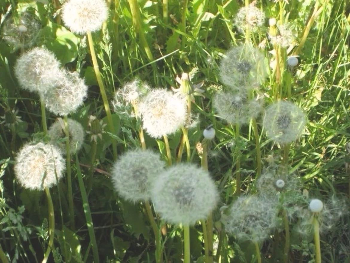 dandelion - blow it and make your wish fly to the sky