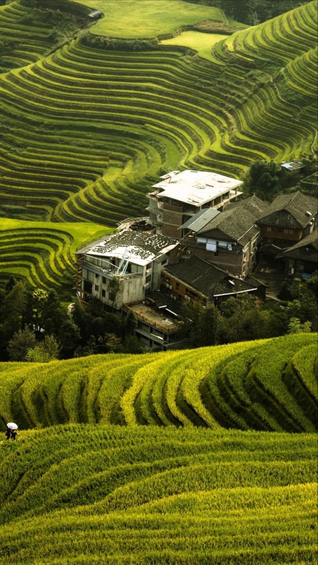 Longji Rice Terraces Green view Guesthouse