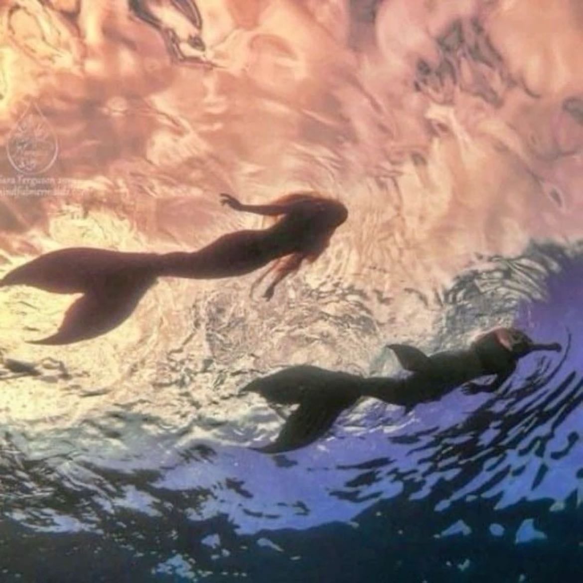 mermaids - in pirates of the caribbean, the little mermaid and h2o