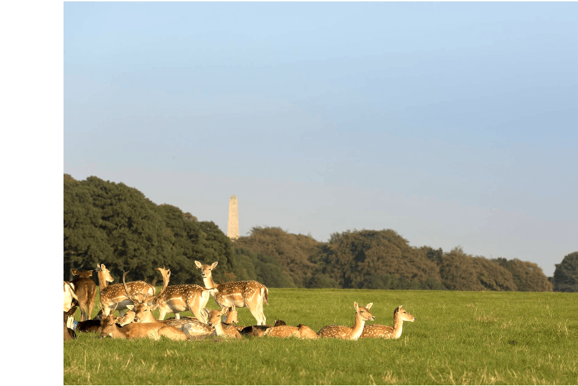 Phoenix Park