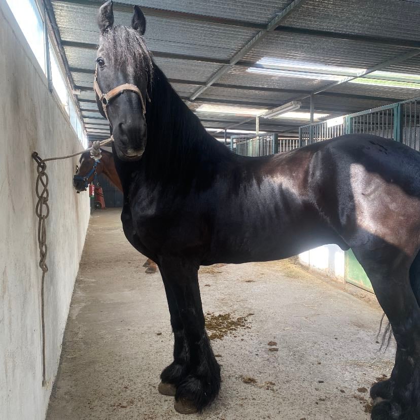 Apolo - El frisoncito de la cuadra.