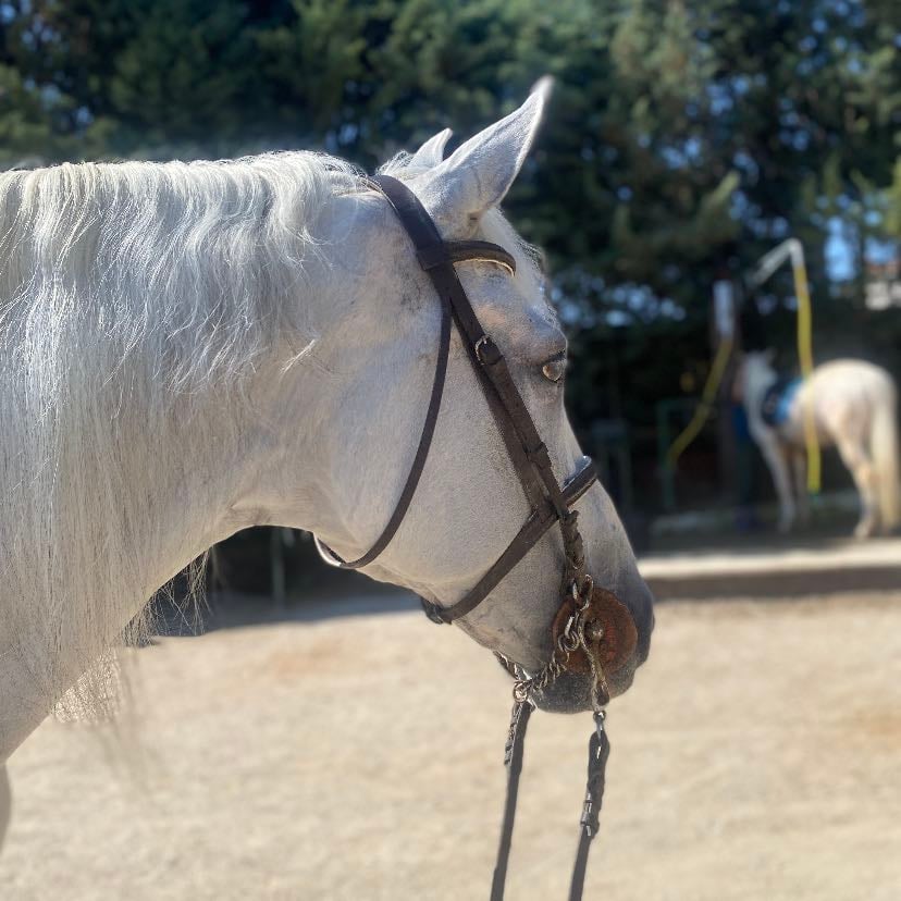 Scarefaced - Muy bueno para los que empiezan en nivel intermedio.